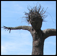 PINE MAN - 2006 - Pine tree, spruce arms with pine bark - 288 x 216 x 96 inches 